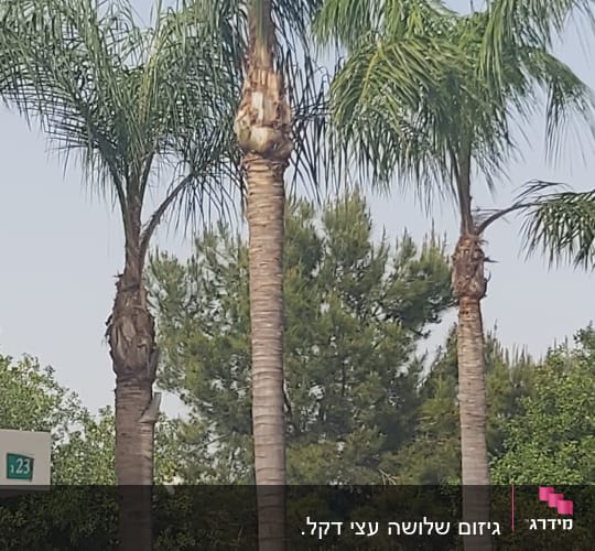 Three palm trees with trimmed trunks and fronds